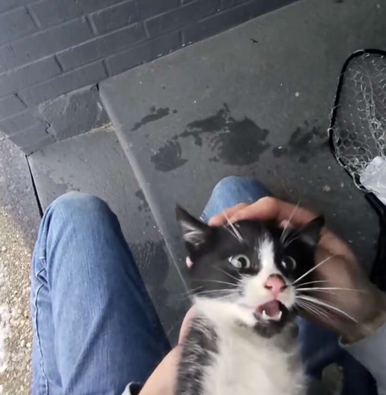 救助された子猫