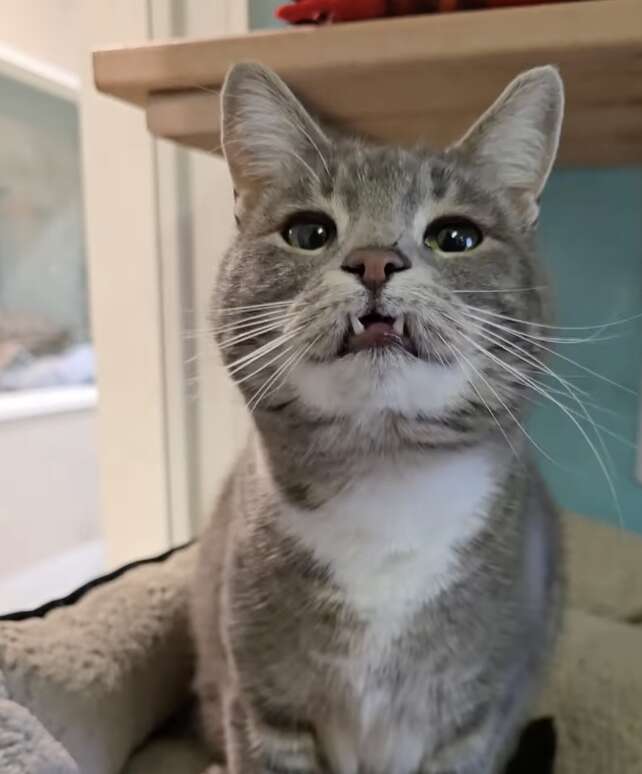 Cordova showing her underbite, with tongue sticking out