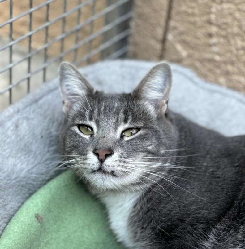 Cordova the cat looking calm and sweet