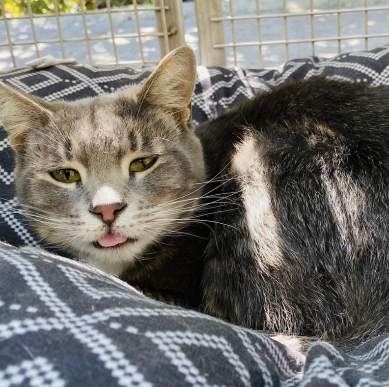 Cordova resting peacefully in her bed at the shelter