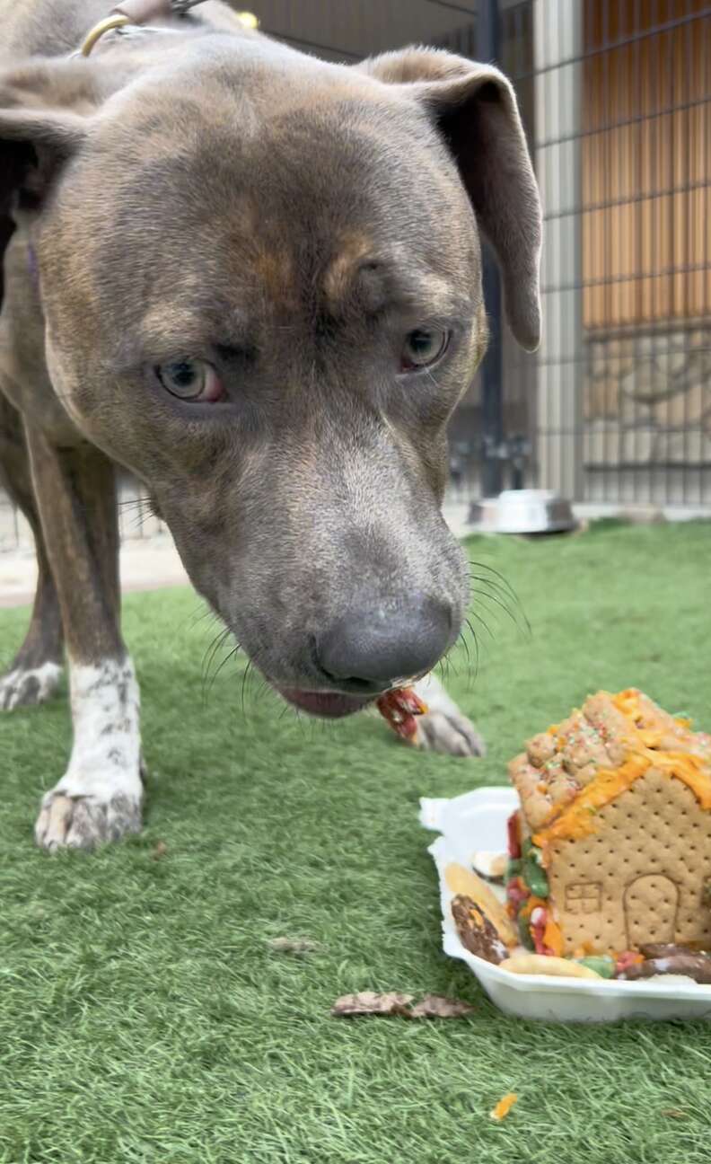 犬が楽しむ様子