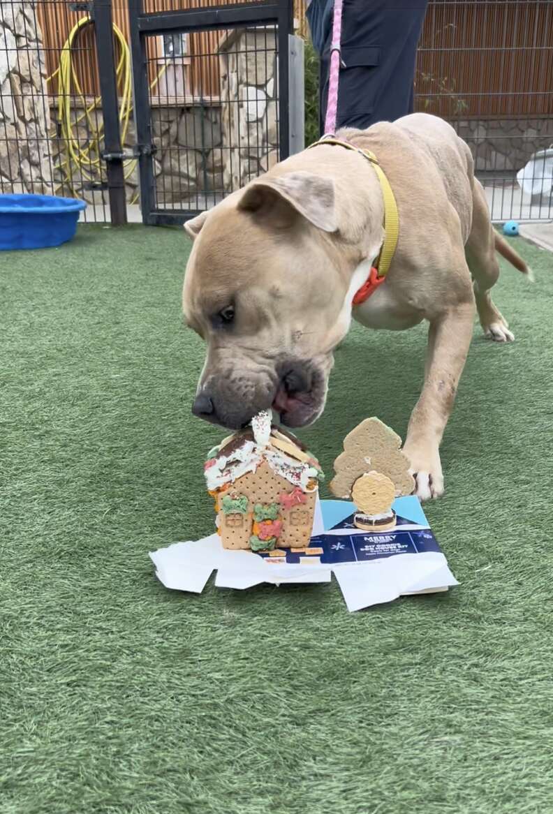 犬が食べる様子