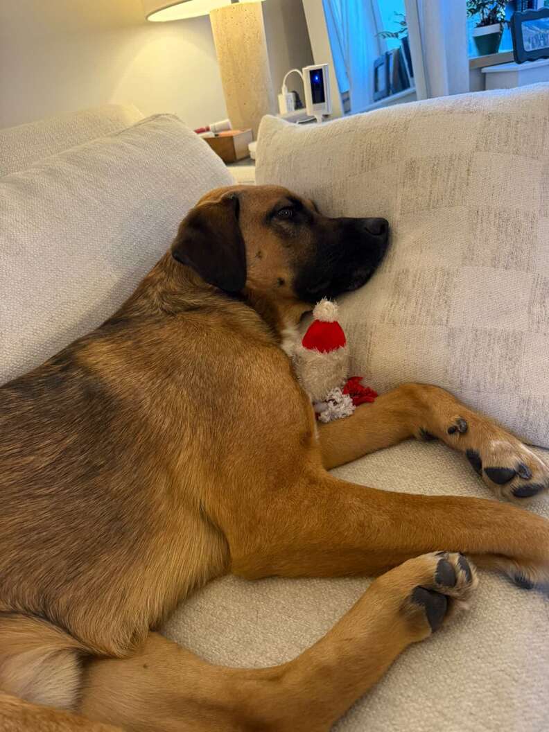 ゴースが嬉しそうにおもちゃを抱える