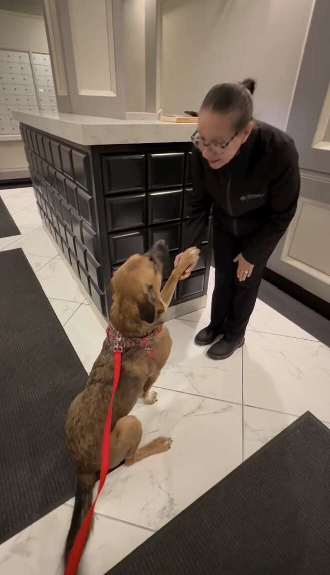 イザベルとゴース