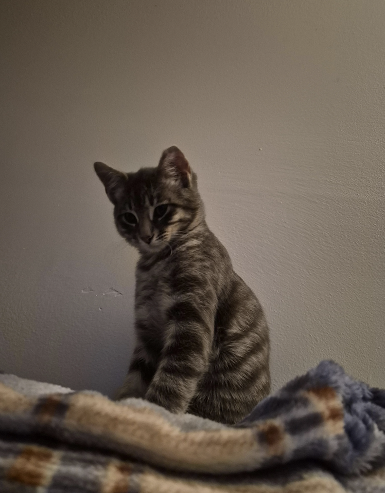 幸せそうなスティンキー