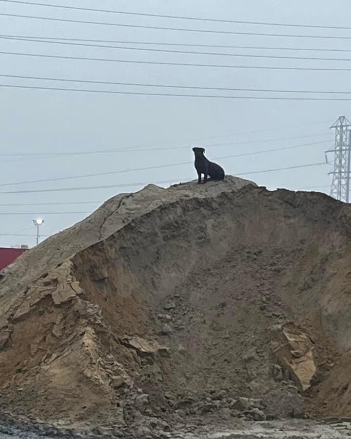 dog on dirt pile 