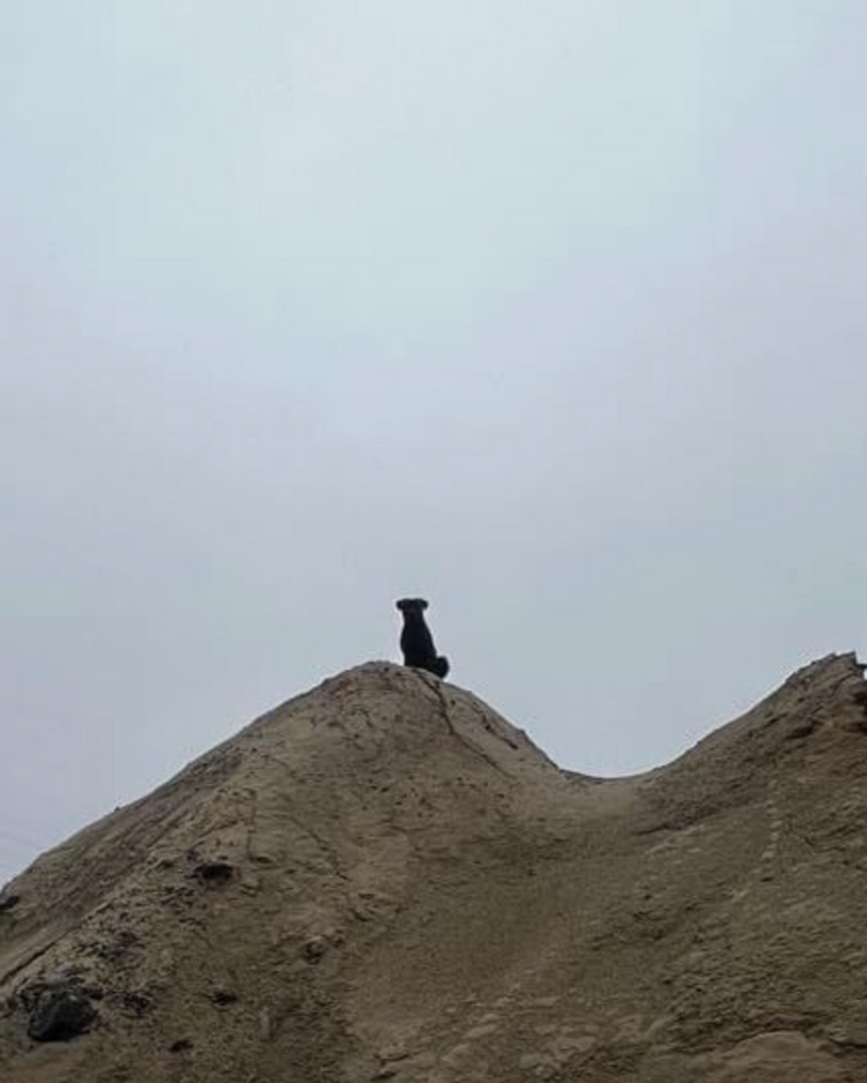 dog on dirt pile