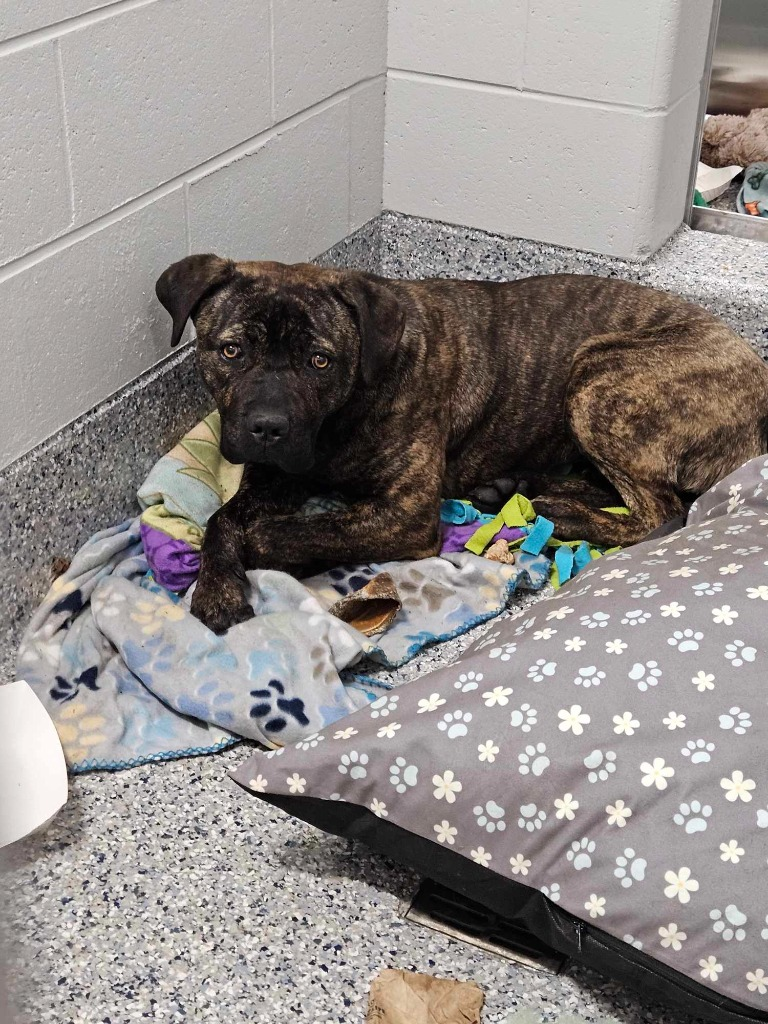 dog in pile of blankets