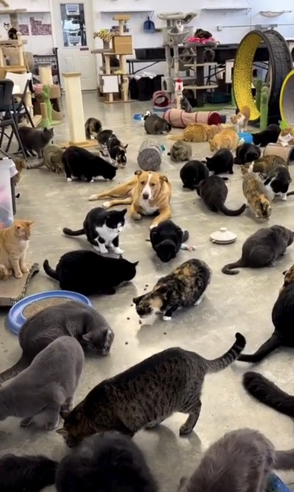 Furball Farm Cat Sanctuary