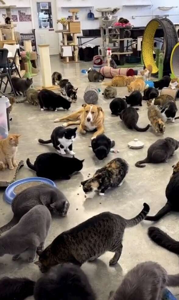 Furball Farm Cat Sanctuary