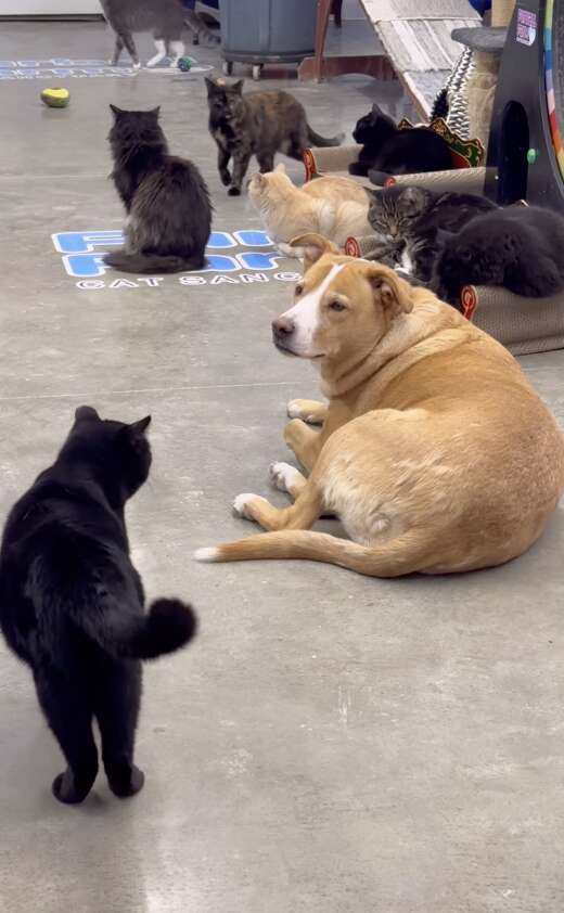 Furball Farm Cat Sanctuary