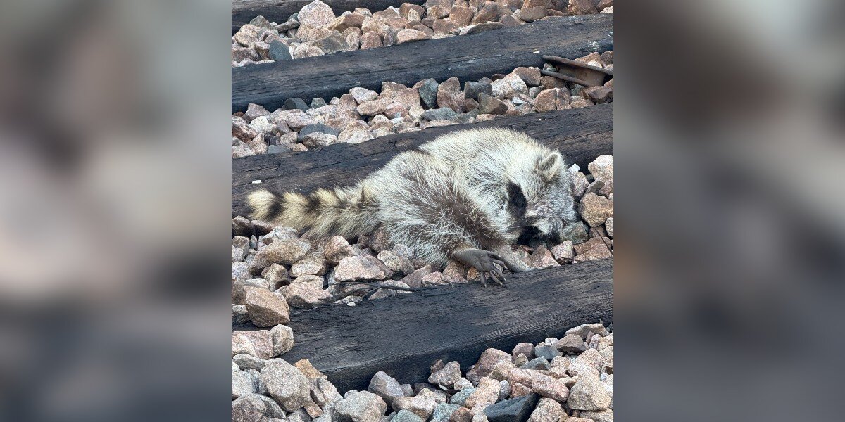 Railroad Workers Spot A Wild Animal Lying Motionless On The Tracks ...