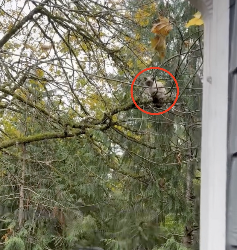 カーテンちゃん