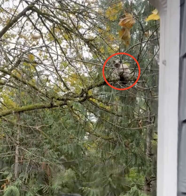 カーテンちゃん