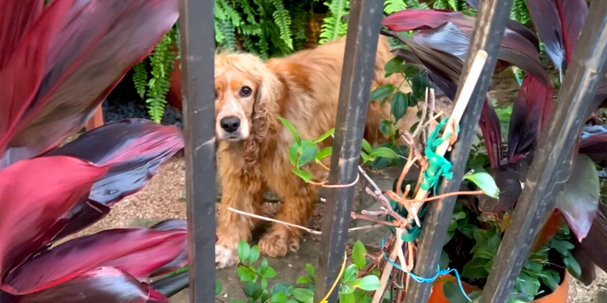 Dog Forced To Live Outside In Texas Heat Rescued By Neighbor - Videos ...