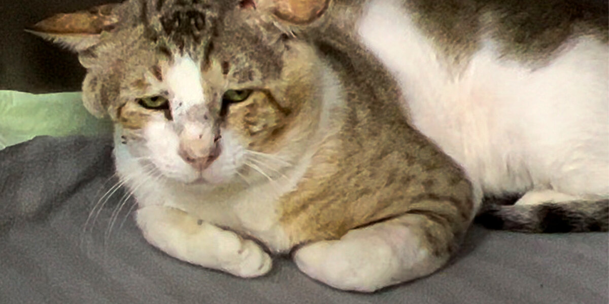 Sad-Faced Shelter Cat Learns How To Trust From Foster Siblings - Videos ...