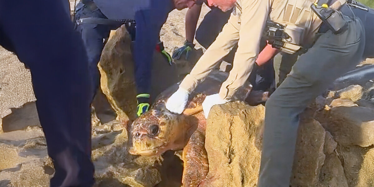 300-Pound Turtle Wedged In Rocks Gets Carried Back To The Ocean ...