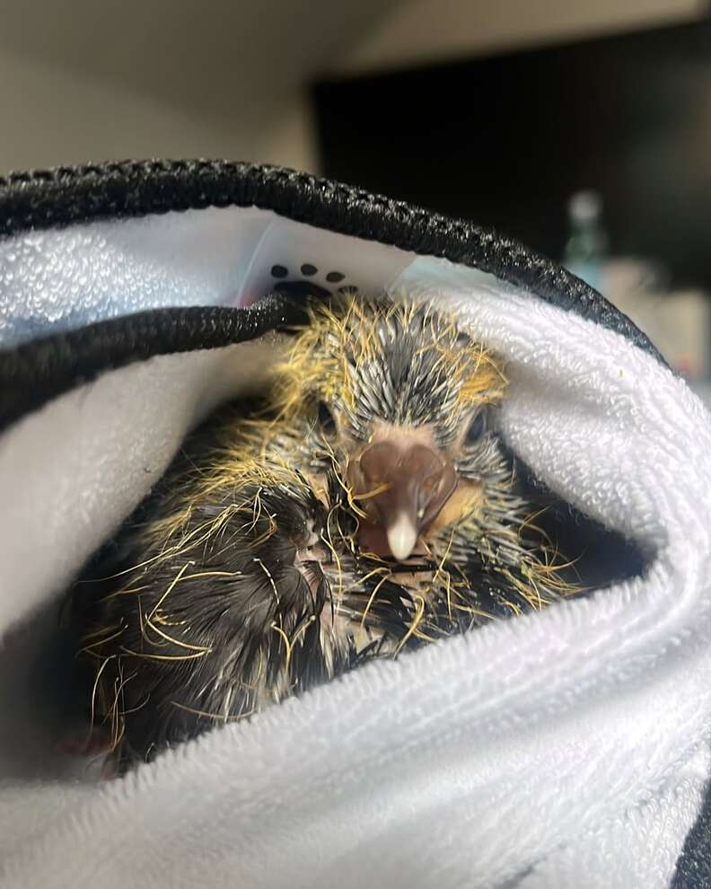 ブランケットに包まれた赤ちゃんハト