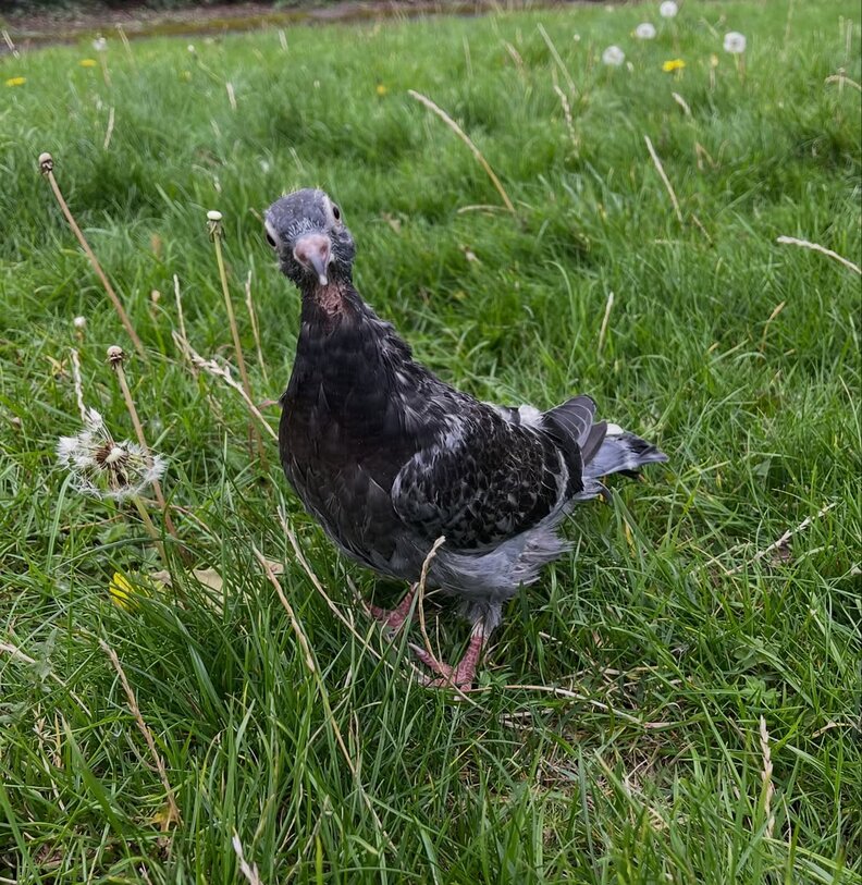 庭で楽しむスプーン