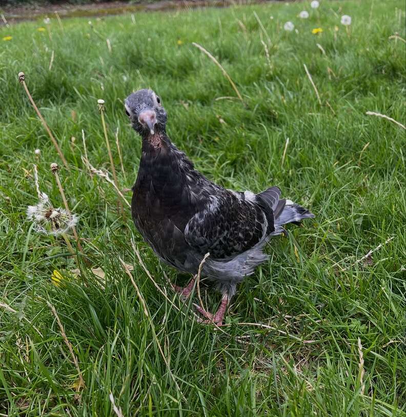 庭で楽しむスプーン