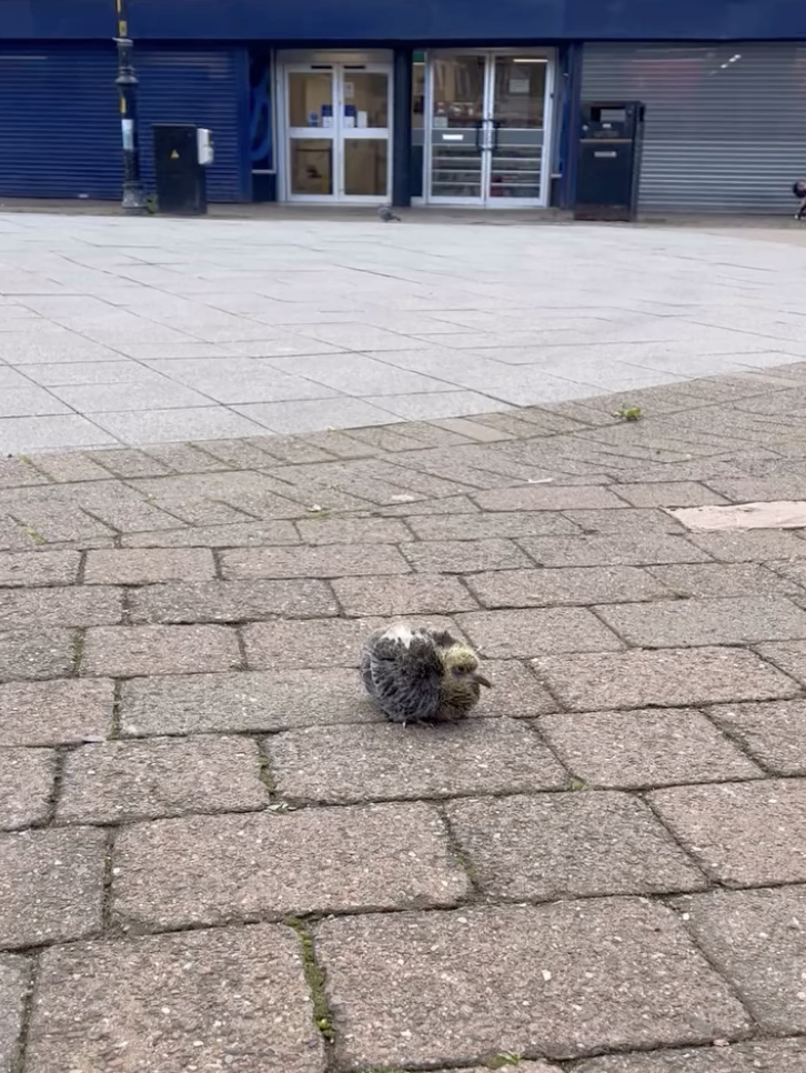 ふわふわの赤ちゃんハト