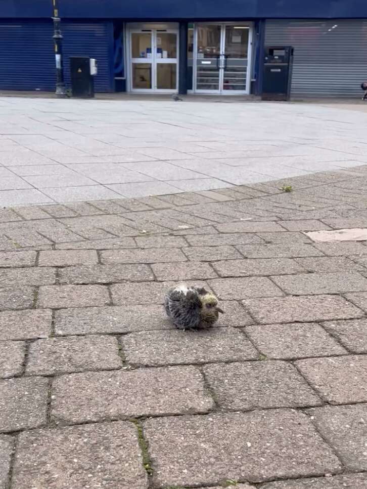 ふわふわの赤ちゃんハト