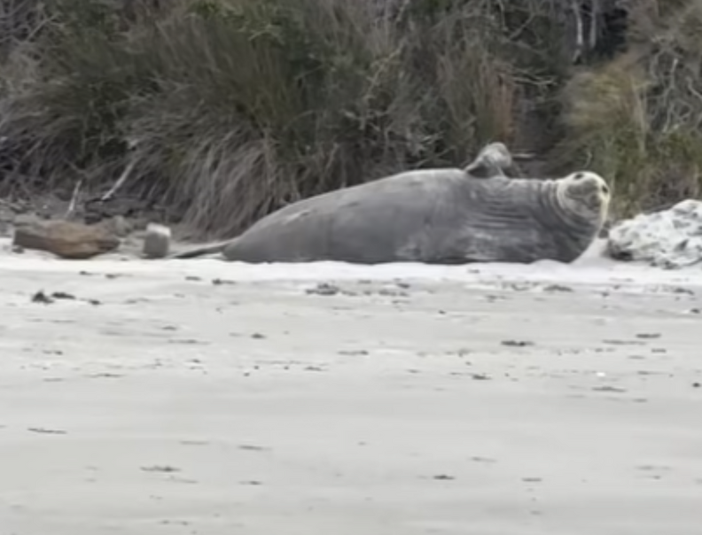 砂浜で寝ているゾウアザラシ