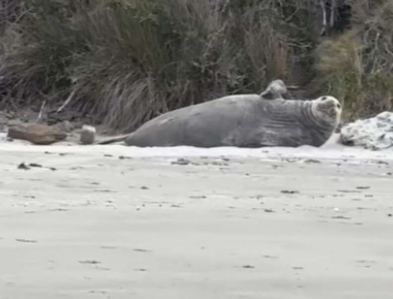 砂浜で寝ているゾウアザラシ