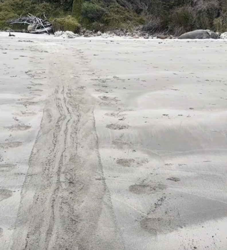 ビーチでくつろぐゾウアザラシ