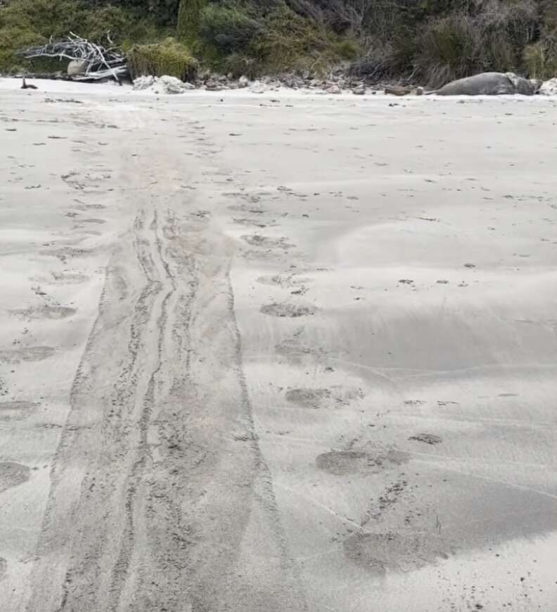 ビーチでくつろぐゾウアザラシ