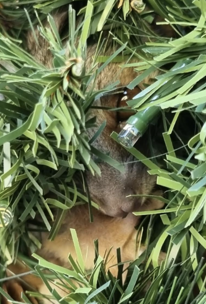 possum in wreath