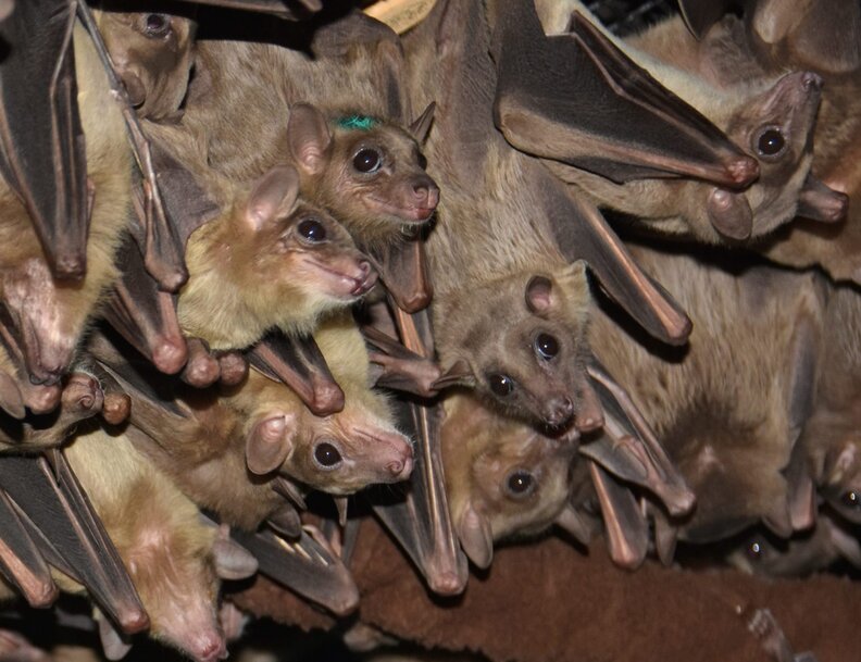 Senior Rescue Bat Melts Into The Happiest Puddle During His Special Spa Day  - The Dodo