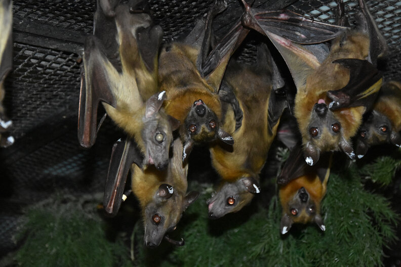 Senior Rescue Bat Melts Into The Happiest Puddle During His Special Spa Day  - The Dodo