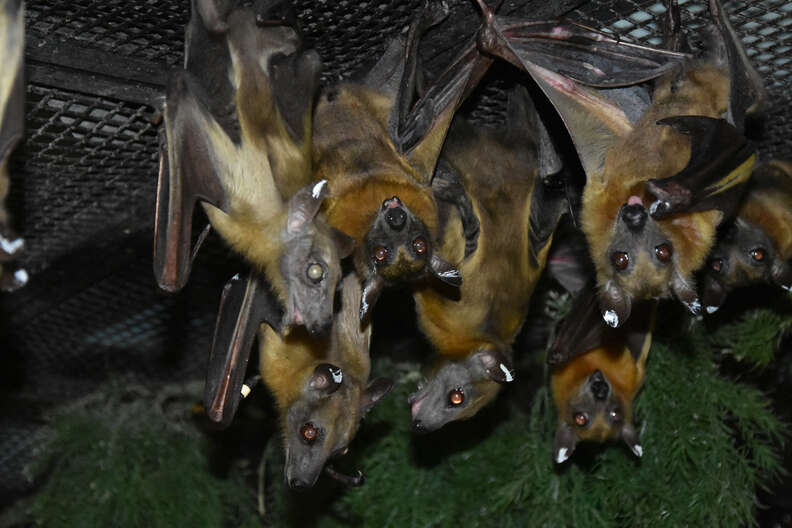 Senior Rescue Bat Melts Into The Happiest Puddle During His Special Spa Day - The Dodo