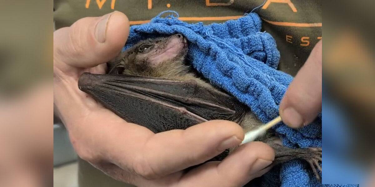 Senior Rescue Bat Melts Into The Happiest Puddle During His Special Spa ...