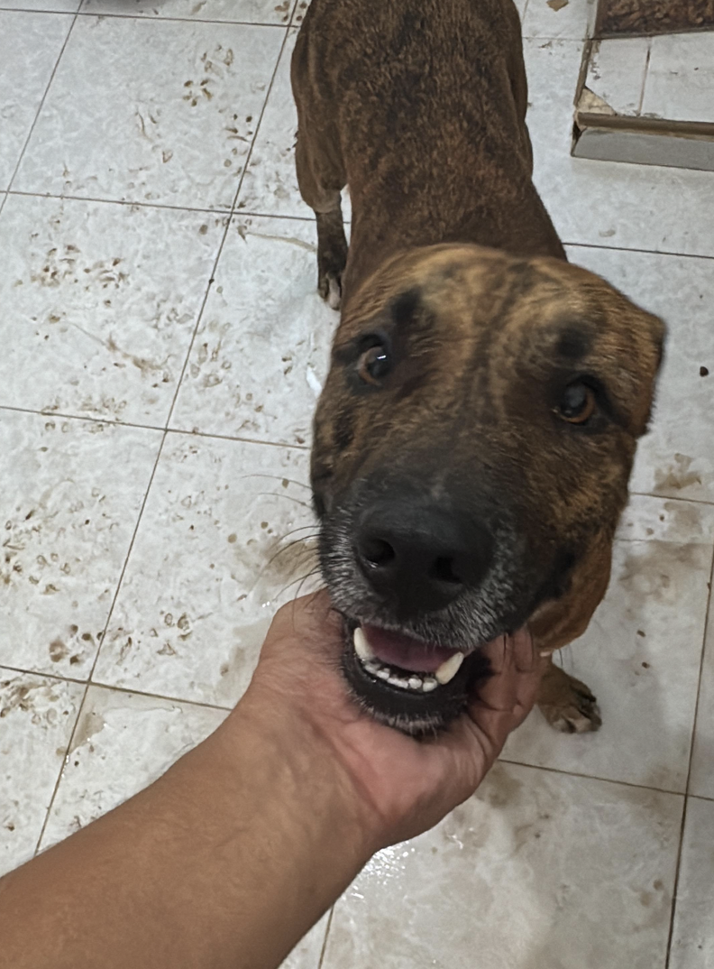 犬との新しい生活