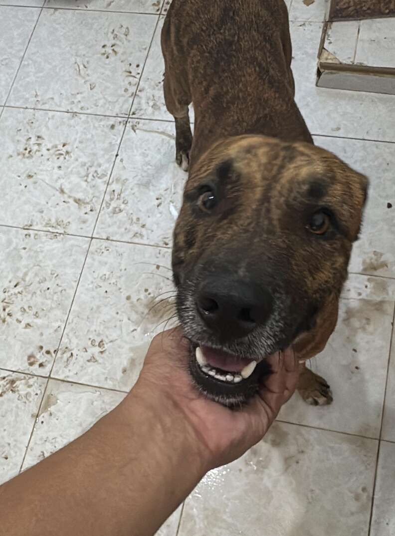 犬との新しい生活