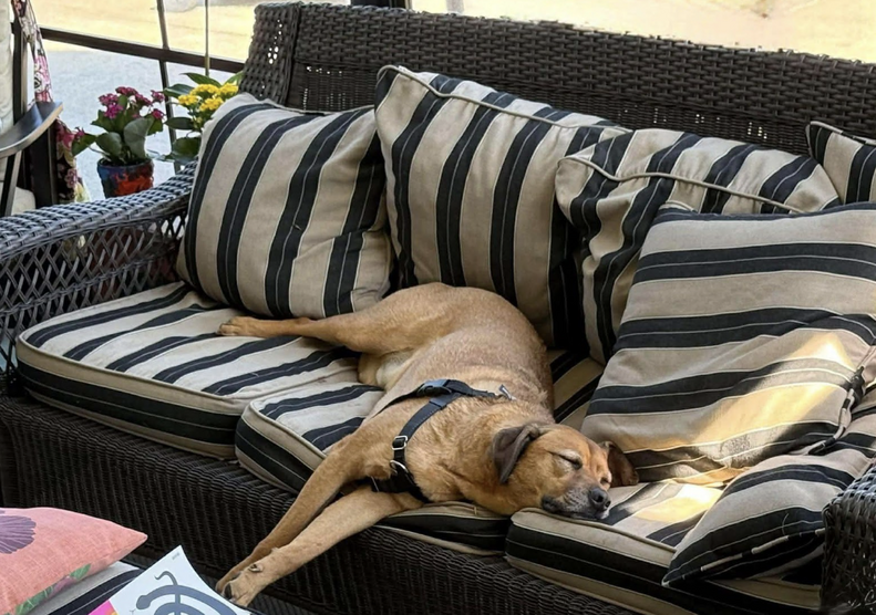 Rescue dog relaxing on a couch