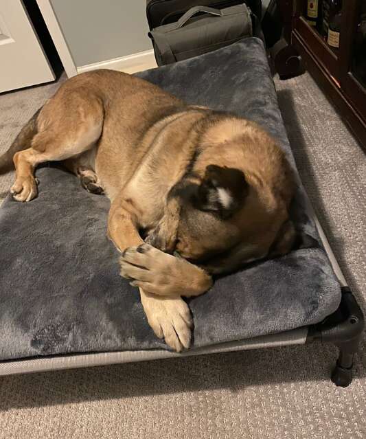 シェルター犬がクッションの上でくつろいでいる