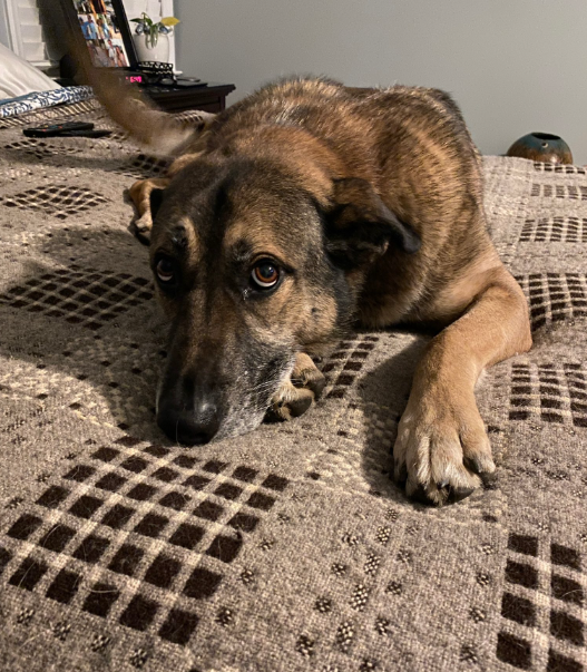 ベッドで眠るシェルター犬