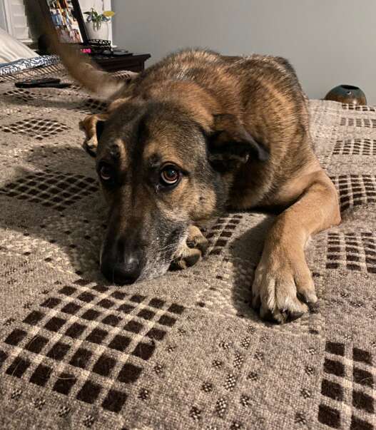 ベッドで眠るシェルター犬