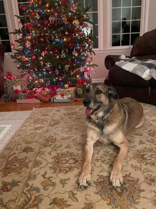 他の犬と一緒に遊ぶオーソン