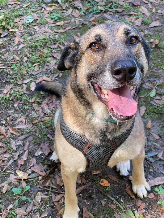 カメラに微笑むシェパードミックス犬