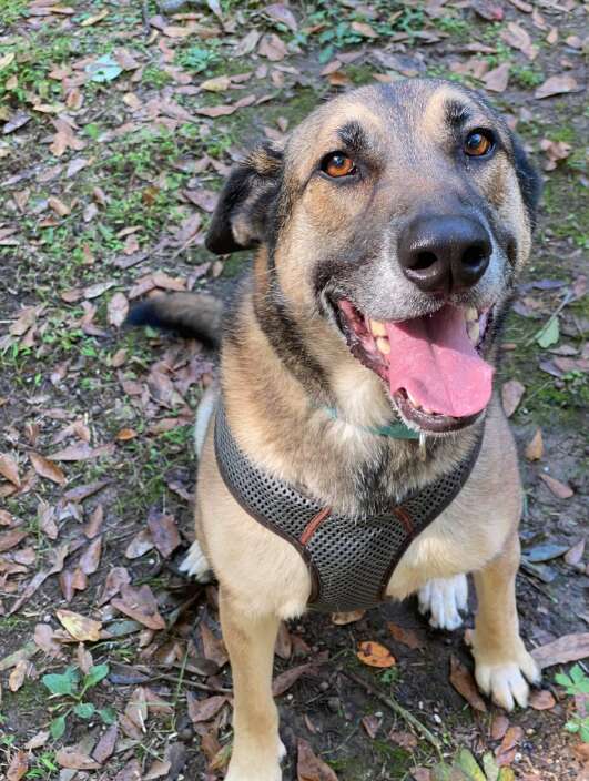 カメラに微笑むシェパードミックス犬