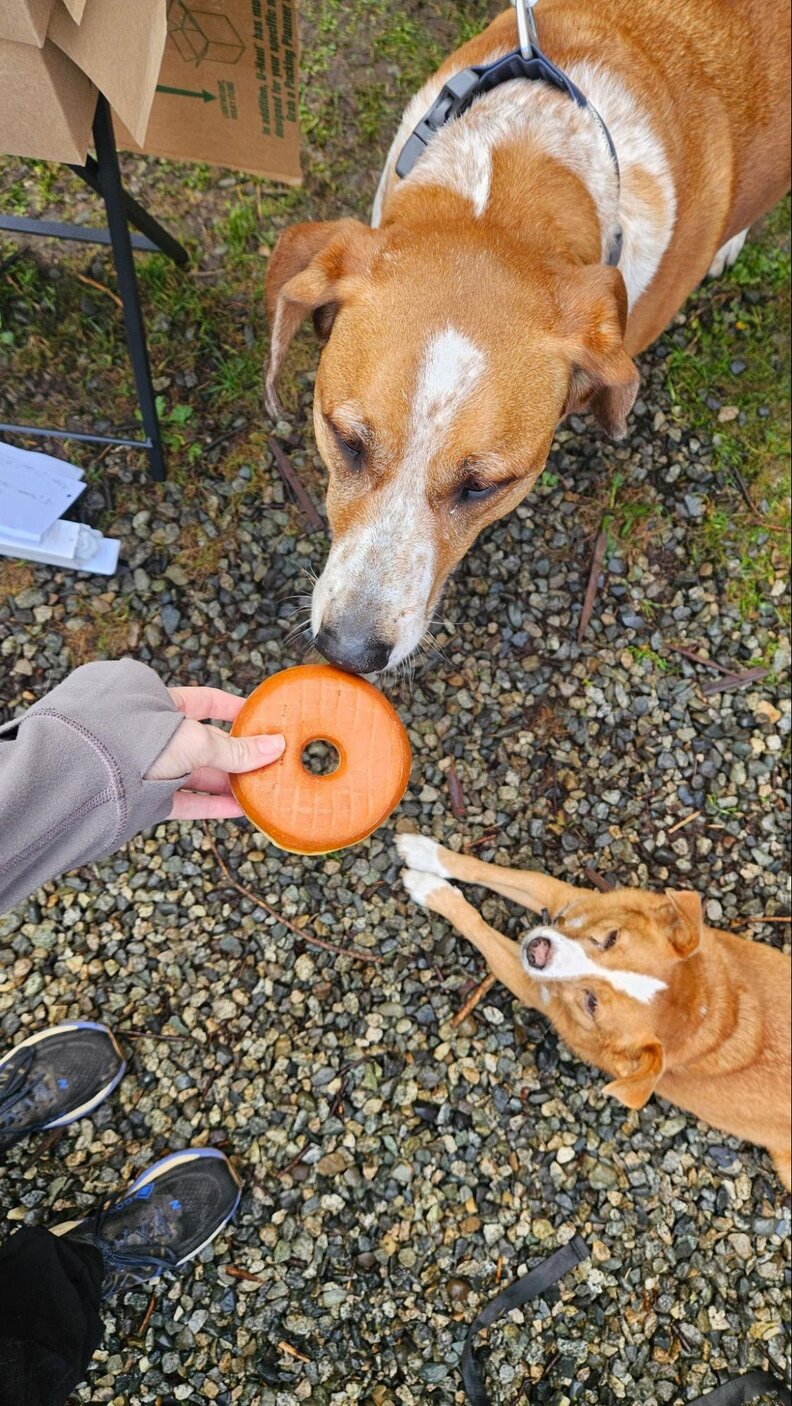 ドーナツを嗅ぐ犬たち