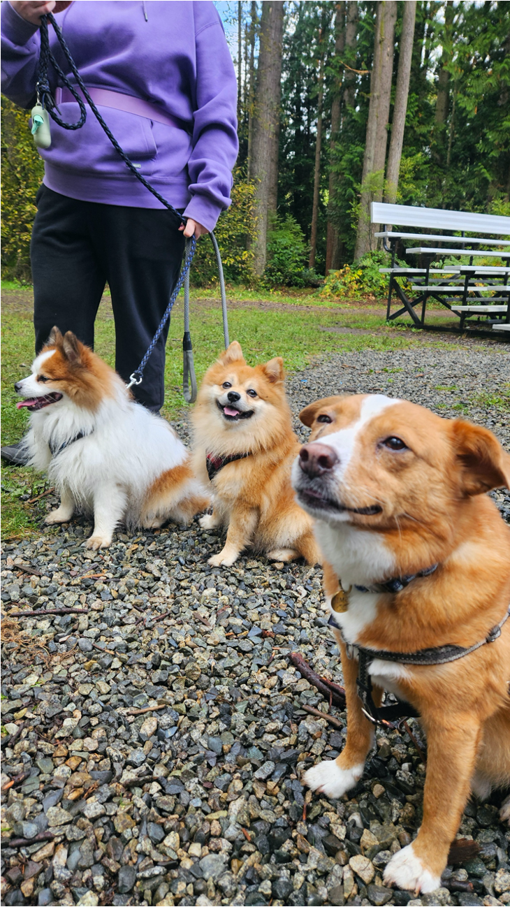 公園で遊ぶ犬たち