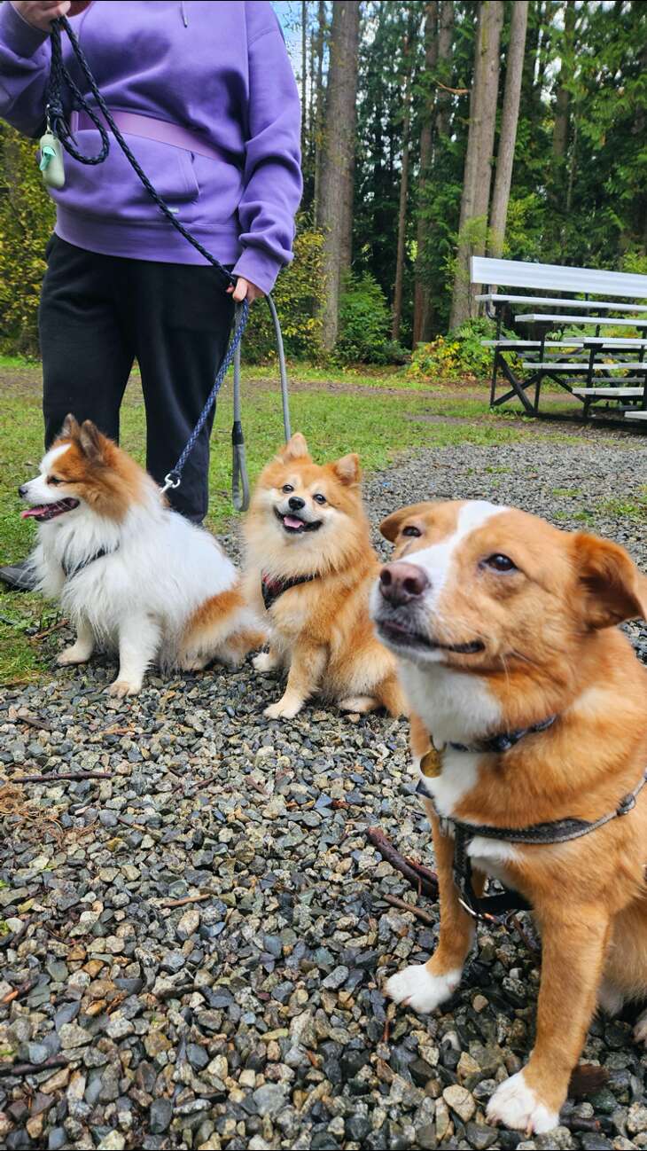 公園で遊ぶ犬たち