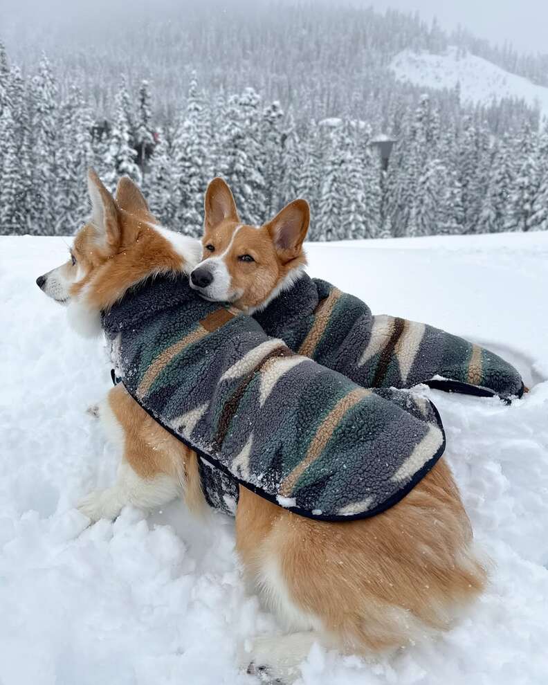 Two corgis cuddle in the snow
