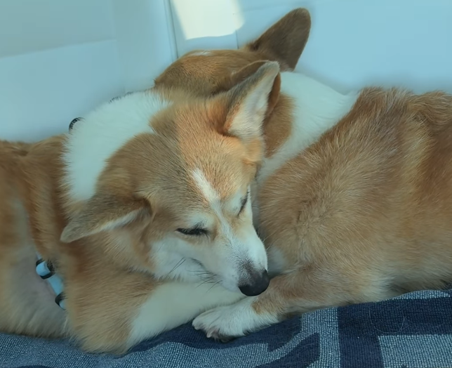 Grumpy senior dog hugs little brother in the car after the vet