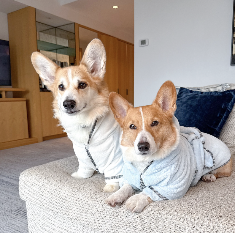 Corgis wearing robes on a bed